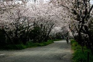 岩脇の桜