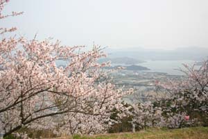 津峯公園「桜まつり」