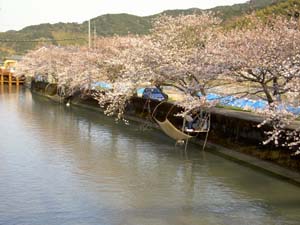 椿川の桜