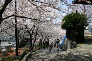 牛岐城址公園の桜