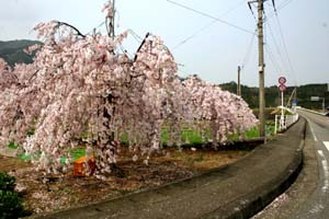 料亭「まちだ」さん前のシダレ桜