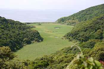 湿原（野尾辺平野）.jpg