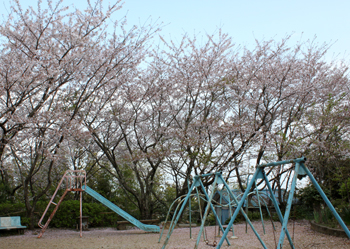 阿南公園の桜.jpg