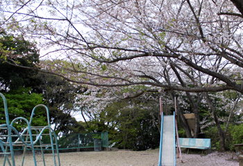 阿南公園の桜2.jpg