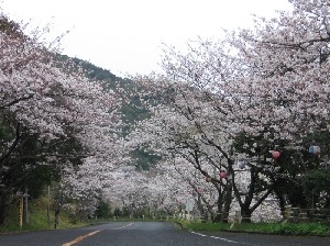 津峯神社・公園(スカイライン桜）.jpg
