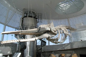 クリスタル館クジラの骨.jpg
