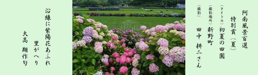 初夏の田園（夏）緑.jpg