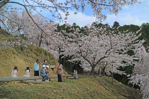  熊谷町のしだれ桜 春を楽しむ