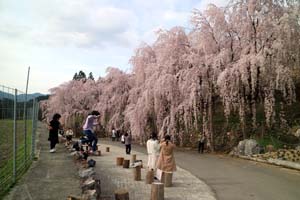  熊谷町のしだれ桜 春を楽しむ