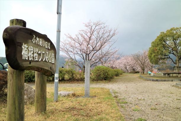 楠根桜づつみ公園