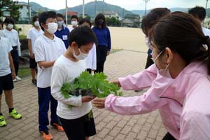 緑のカーテンで夏の節電やCO₂削減