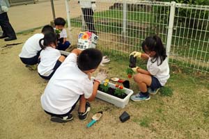 人権の花、市内小学校へ贈る