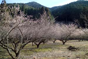 春の訪れ　明谷梅林