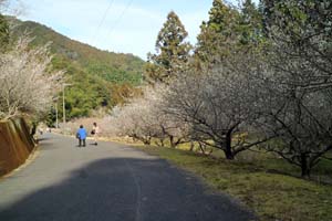 春の訪れ　明谷梅林