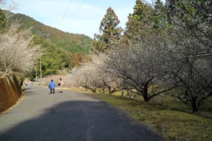 春の訪れ　明谷梅林