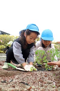 市役所屋上庭園　植え付け体験