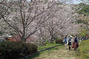 桜花らんまん　桜まつり