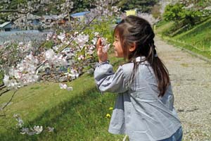 桜花らんまん　桜まつり