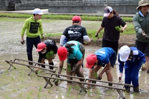 手作業での田植えを体験