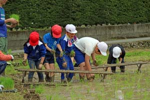 手作業での田植えを体験