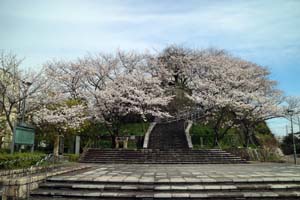 桜満開