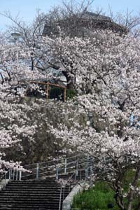 桜満開