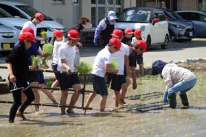 田植え