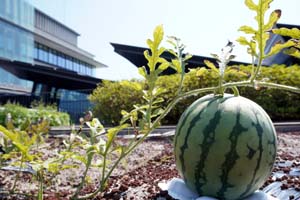 野菜の収穫