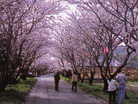 岩脇公園桜並木